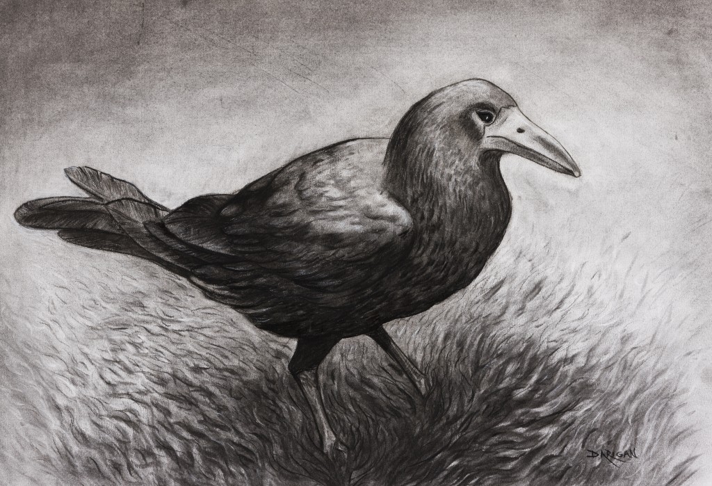 Crow by Paddy Darigan