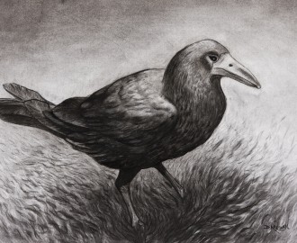 Crow by Paddy Darigan